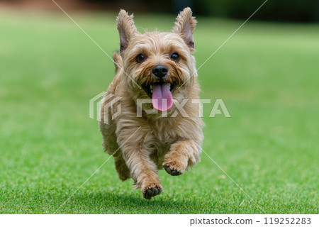 A lap-dog with tongue out running on green lawn towards the camera 119252283