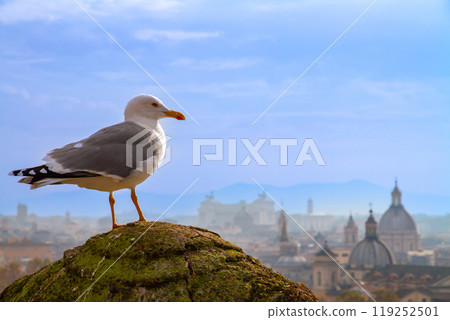 Southern Europe, Italy, Lazio, Rome, view of the seagulls and morning haze from the Castel Sant'Angelo observation deck 119252501