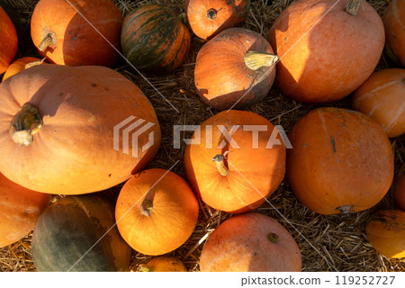 Colorful Pumpkins in Autumn Harvest Colorful Pumpkins in Autumn Harvest 119252727