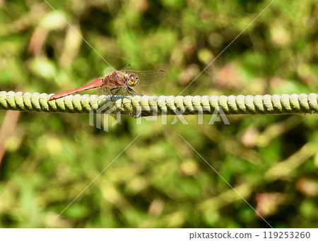 Dragonfly walking the tightrope Dragonfly walking the tightrope 119253260
