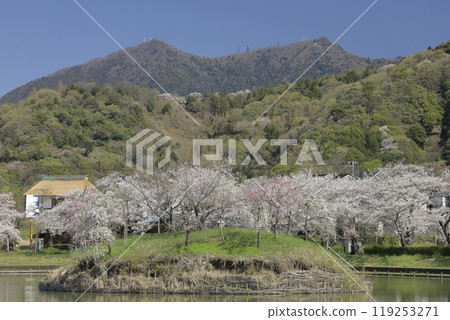 Cherry blossoms in full bloom and Mount Tsukuba in spring as seen from Hojo Oike Pond in Ibaraki Prefecture against the backdrop of a clear, cloudless blue sky Cherry blossoms in full bloom and Mount Tsukuba in spring as seen from Hojo Oike Pond in Ibaraki Prefecture against the backdrop of a clear, cloudless blue sky 119253271