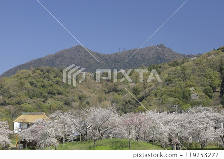 從茨城縣北條禦池眺望盛開的櫻花和春天的筑波山,映襯著萬裡無雲的晴朗藍天。 從茨城縣北條禦池眺望盛開的櫻花和春天的筑波山,映襯著萬裡無雲的晴朗藍天。 119253272