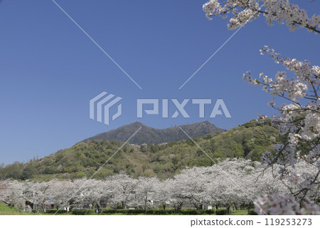 從茨城縣北條禦池眺望盛開的櫻花和春天的筑波山,映襯著萬裡無雲的晴朗藍天。 從茨城縣北條禦池眺望盛開的櫻花和春天的筑波山,映襯著萬裡無雲的晴朗藍天。 119253273