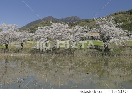 Cherry blossoms in full bloom and Mount Tsukuba as seen from a lotus pond next to Hojo Oike Pond in Ibaraki Prefecture, against the backdrop of a clear, cloudless blue sky 119253274