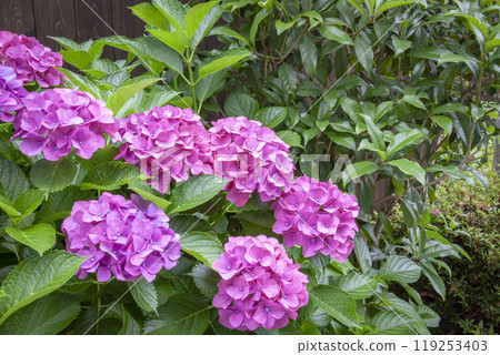 Red hydrangea 119253403