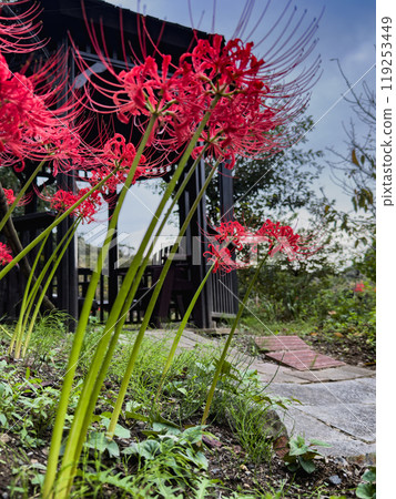 Akabane Green Park: Red spider lilies Akabane Green Park: Red spider lilies 119253449