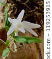 Sekkoku flower 119253915