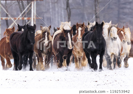 Otofuke Town, Hokkaido, holds "Horse Chase Campaign" to help horses get more exercise and prevent difficult births for pregnant horses [January] 119253942