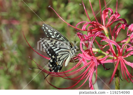Swallowtail swallowtail that smokes hick's bunny nectar 119254090