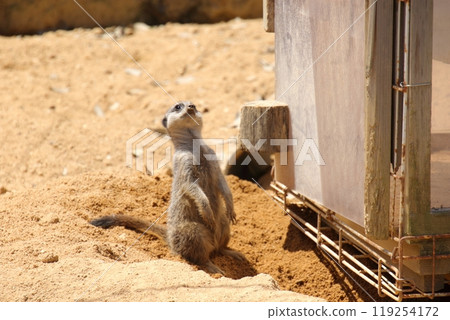 A meerkat at Ishikawa Zoo A meerkat at Ishikawa Zoo 119254172