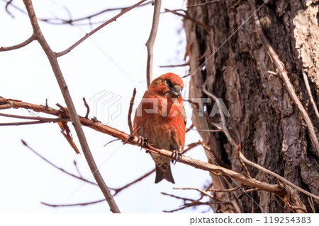 A male Japanese squirrel perched on a tree branch in Sobetsu, Hokkaido [March] 119254383