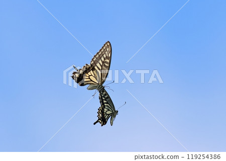 Swallowtail butterfly fighting 119254386