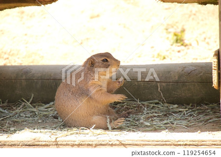 石川動物園的黑尾草原土撥鼠 石川動物園的黑尾草原土撥鼠 119254654