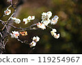 Plum blossom  119254967