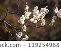 Plum blossom  119254968