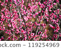 Plum blossom  119254969