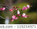 Plum blossom  119254971