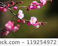 Plum blossom  119254972