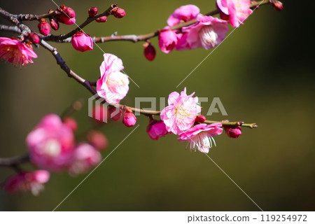 Plum blossom  119254972