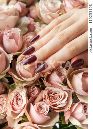 Elegant hand with dark maroon nails gracefully resting on an arrangement of soft pink roses Elegant hand with dark maroon nails gracefully resting on an arrangement of soft pink roses 119255198