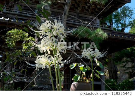 White spider lilies blooming in front of the gate of Eishoji Temple in Kamakura White spider lilies blooming in front of the gate of Eishoji Temple in Kamakura 119255443