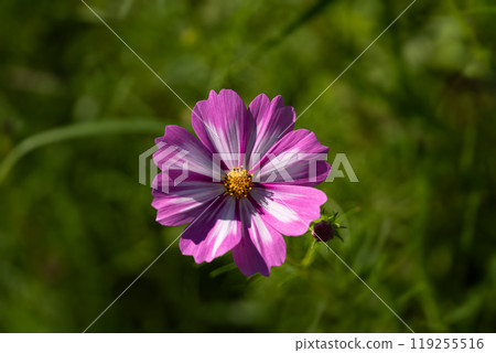 Close-up of petals of a cosmos flower in full bloom Close-up of petals of a cosmos flower in full bloom 119255516