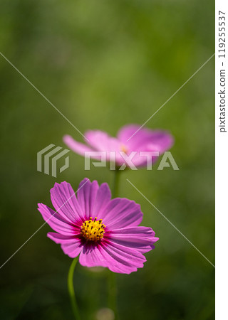 Close-up of petals of a cosmos flower in full bloom Close-up of petals of a cosmos flower in full bloom 119255537