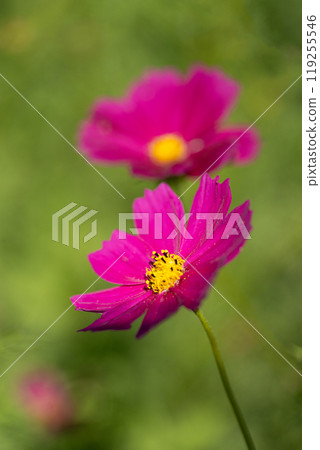 Close-up of petals of a cosmos flower in full bloom Close-up of petals of a cosmos flower in full bloom 119255546
