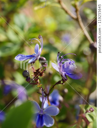 Clarodendorum Ugandense Clarodendorum Ugandense 119255645