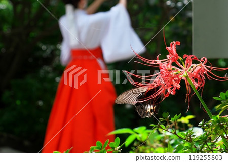 A black swallowtail butterfly rests on a red spider lily blooming in the grounds of Kamakura Shrine, and a shrine maiden tends the trees. 119255803