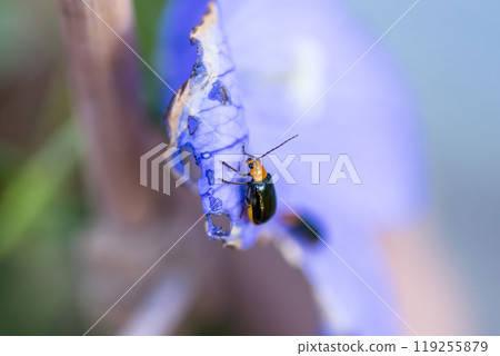 紫羅蘭花上的黑色甲蟲 119255879