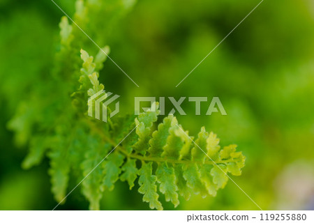 綠葉的特寫 119255880