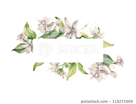 Floral border with jasmine blooms in watercolor illustration isolated. White flower gardenia botanical style hand drawn. Frame of jasmine, buds, leaves painted for design label, package, invitation. Floral border with jasmine blooms in watercolor illustration isolated. White flower gardenia botanical style hand drawn. Frame of jasmine, buds, leaves painted for design label, package, invitation. 119255909