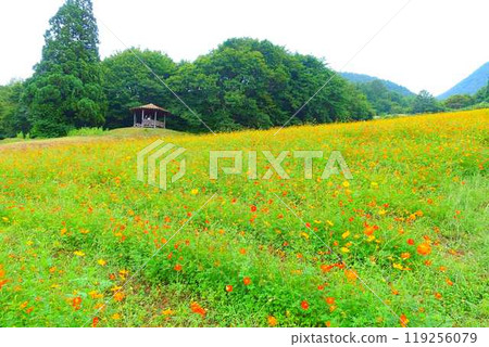 Cosmos in full bloom, Autumn cherry blossoms, Cosmosberg, Omoshiroyama Plateau Cosmos in full bloom, Autumn cherry blossoms, Cosmosberg, Omoshiroyama Plateau 119256079