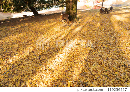 深秋在奈良市奈良公園週邊的秋葉中拍攝鹿 119256237