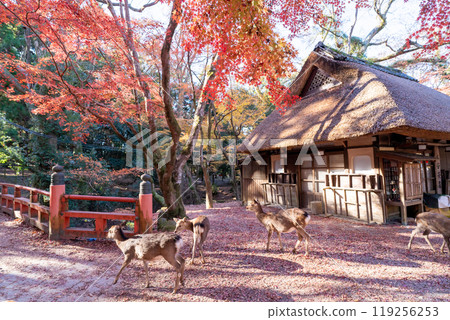 深秋在奈良市奈良公園週邊的秋葉中拍攝鹿 深秋在奈良市奈良公園週邊的秋葉中拍攝鹿 119256253