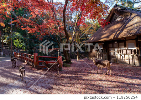 Photographing a deer among the autumn leaves around Nara Park in Nara City in late autumn 119256254