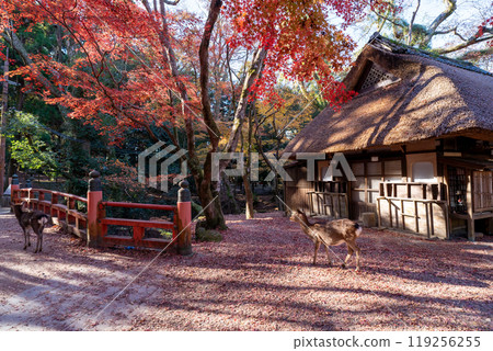 深秋在奈良市奈良公園週邊的秋葉中拍攝鹿 119256255