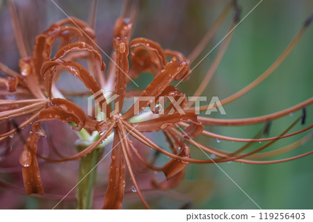 群集孤挺花 119256403