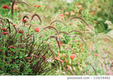 Autumn scenery, cat teaser Autumn scenery, cat teaser 119256462