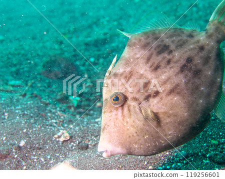 A delicious looking filefish 119256601