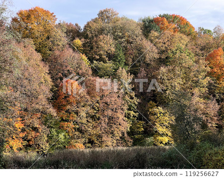 Colorful lush forest in autumn season. Tree canopies in fall woods. Landscape of autumnal wild nature Colorful lush forest in autumn season. Tree canopies in fall woods. Landscape of autumnal wild nature 119256627