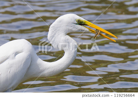 Great Egret Eating a Small Fish Great Egret Eating a Small Fish 119256664
