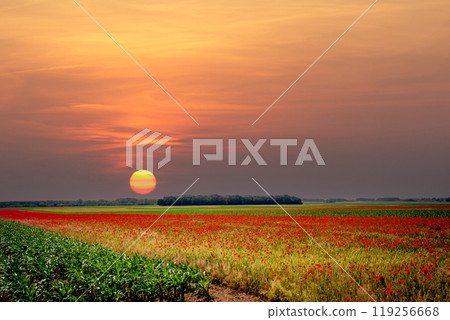 red poppies fields in Normandy, france red poppies fields in Normandy, france 119256668