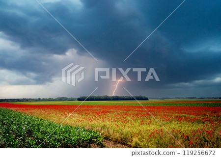red poppies fields in Normandy, france 119256672