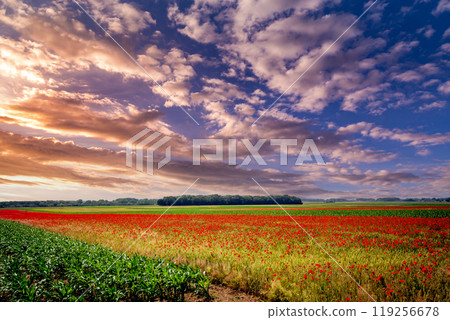 red poppies fields in Normandy, france 119256678