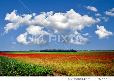 red poppies fields in Normandy, france 119256680