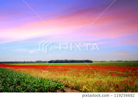 red poppies fields in Normandy, france 119256682