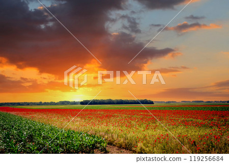 red poppies fields in Normandy, france 119256684