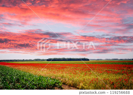 red poppies fields in Normandy, france 119256688